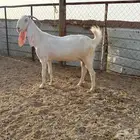 البيع عنزين مشاريك دفيع في الخرج