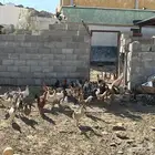 دجاج بلدي فقاص