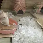 هامستر ذكر سوري صغير