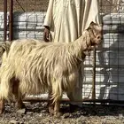 عنز مصريه صنف صفرا دافع فحص سونار