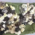 صوص بلدي مشكل