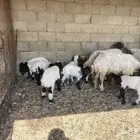 غنم مواليد نعيم