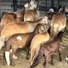 غنم سواكن خلفات صغار سن