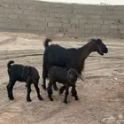 معزا متاويم تم البيع