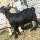 يامدورين الحليب معزا حليب وافر شرط