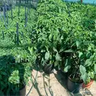 شتلة فلفل حار