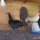 دجاج فينيكس