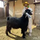 تيس عارضي