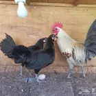 دجاج فينيكس