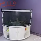 حوض سمك زاوية
