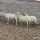 ظان رفيدي متابيع