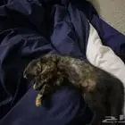 قطه لتبني عمرها شهرين ونص ومعها اغراضها