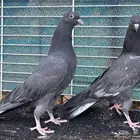 حمام باكستاني