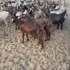 للبيع ماعز عدد 120