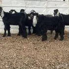 تيوس(تم البيع)