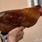 ديك للبيع