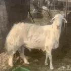 للبيع فحل صنف