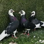 حمام قلاب قطايف