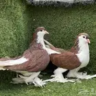 حمام شيرازي