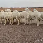 ارخال حريات صنف(تم البيع)