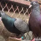 حمام قطايف