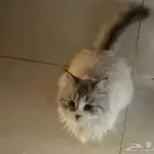 قطط للتبني