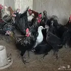 دجاج وديوك