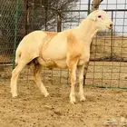 مشروع فحل رفيدي ((تم البيع))