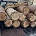 خلايا بلدي   نحل سدر كينه طلح لوز نخل