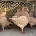 ازواج كنق صفر للبيع