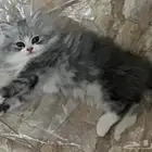 بيع مستعجل