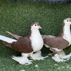 حمام شيرازي