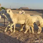 حريات صنف منوة القاني