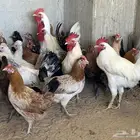 دجاج وديوك