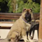 فندقة كلاب