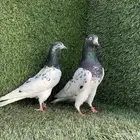 زوجين تيدي Top