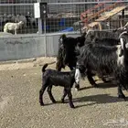 معزا عوارض 20 تحتها 1