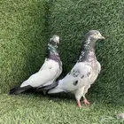 زوج تيدي (( تم البيع ))