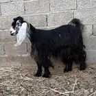 عنز عارضية ثنية