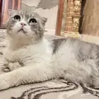 قط سكوتش فولد ابيض ورمادي
