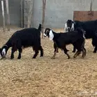 معزا نظيفه مراح واحد وشرط ماشاء الله