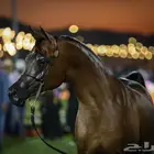 مصور إحترافي  للخيول العربية الأصيلة