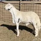 مشاريع فحول حريه صنف الصنف درجه اولى