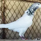 جوز بتيرا