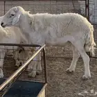 طلي حري