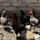 للبيع  دجاج وديك