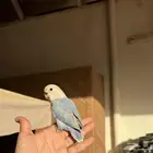 روز اليف جدا حمامه لون مميز