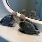 للبيع بيع روز غر وسعر طيب للجمله