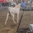 تيس فحل بلدي