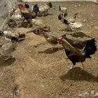 دجاج بلدي بياض
